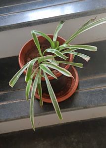 Two well rooted spider plants live