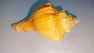 Natural Seashell Decor