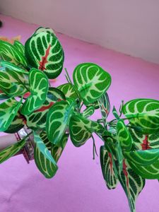 Leaf Set