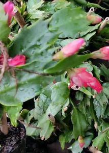 Rare Plant Combo11