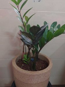 Air Purifying ZZ Plant