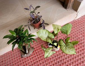Set 3 Arrowhead & Purple Heart &syngonium Plants ?