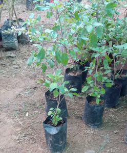Tulsi And Song Of India Plant