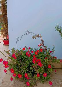 Portulaca Cuttings 5-6