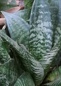 Snake Plant(Dwarf type)