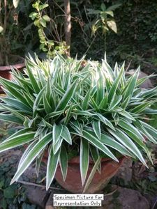 Chlorophytum Comosum - Variegated Spider Plant