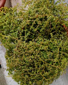 cutting and some live plants without pot