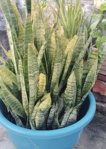 Snake Plant Or Mother In Law's Tongue
