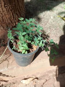 Plants Combo Of 5