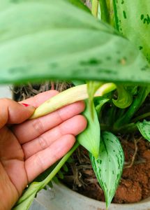 Aglonema
