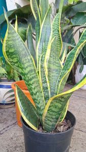 Bunch Of Three Healthy Sanseveria plants Without P