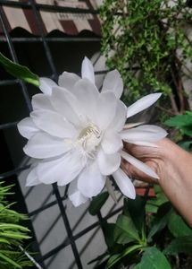 Dutchman&#39;s Pipe Cactus/ Brahma Kamal Leaves