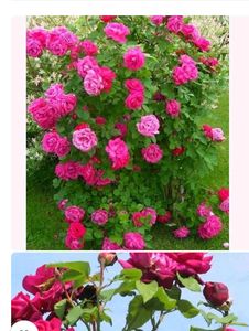 Pink Roses Plant With A Small Pot