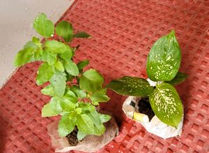 Set 2 Plants🪴