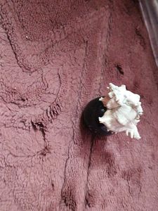 free delivery (Rare( Unique Murex )Seashell
