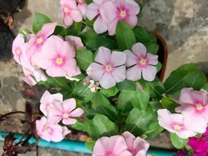 Periwinkle Sadabahar  Different Clour Pack Of 2