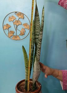 Snake Plant without pot