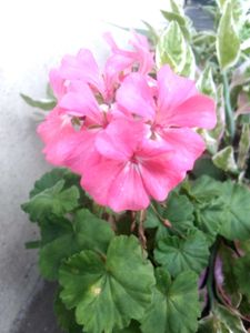 Pink Geranium Plant