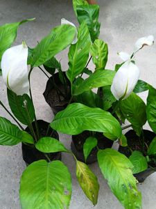 Five Peace Lily