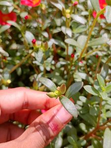 Vibrant Pink Portulaca Flowers