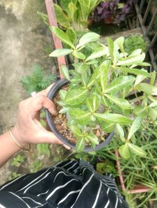 Adenium Arabicum Live Plant (Ggk+Baz)