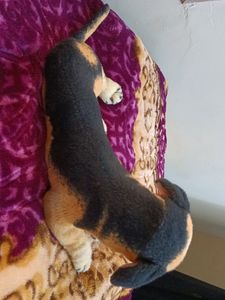 Cute Dog 🐕 Toy