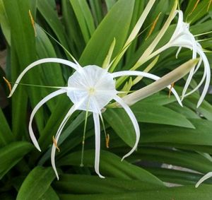 Spider Lilly Bulb Of 4 , And 4 Pots 3&#34; ; Rainy Season Flower With Mild Scented