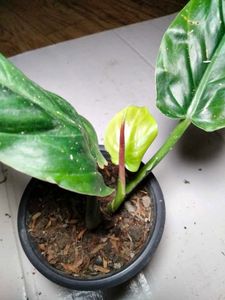 Assorted  Plants