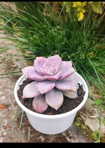 Succulent #1 (1 Big + 1 Small)