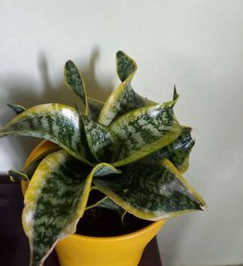 Twisted Rare Snake plant