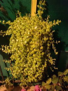Pretty Entangled Heart 15 Cuttings. Real plant