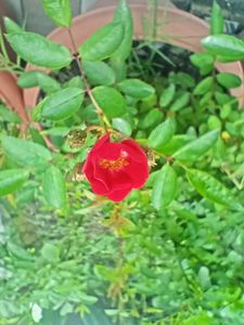 Small Rose Flower Stem