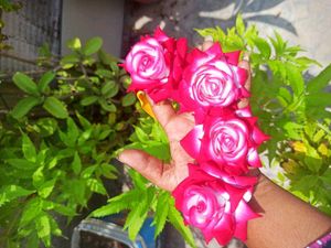 Floral Hair Accessories