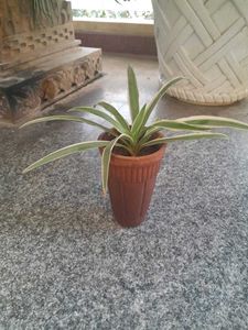 Real Spider Plant in clay Pot with great roots