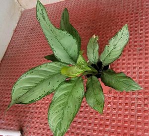 Set2 Plants Evergreen Money&amp; dieffenbachia seguln