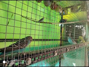 Bird Aviary Cage