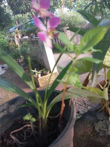 Pink Ground Orchid
