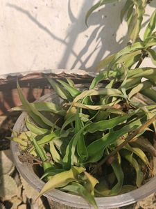 Spider Plant Small
