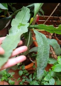 Dutchman&#39;s Pipe Cactus/ Brahma Kamal Leaves