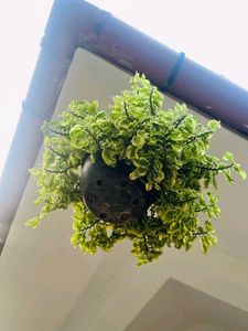 Compo Of Snake Plant And Other