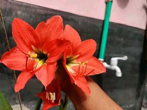 Amaryllis Lilly Bulbs - Set Of 3
