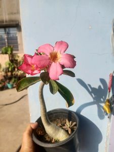 Adenium With Pot
