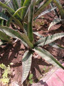 Snake Plant
