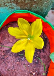 Multi Color Rain Lilly Bulb Pack Of 6 Pc.