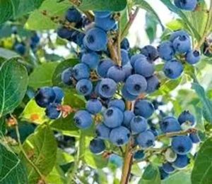 hybrid blue berry 🫐  plant easily grow in