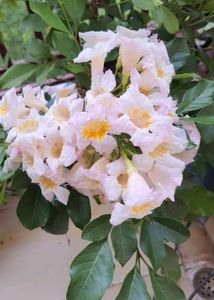 China Doll / Redermachera Plant