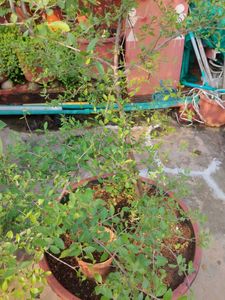 mehandi plant seeds