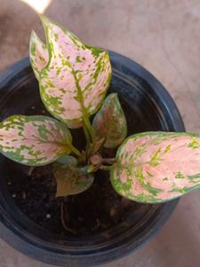Pink Algonema