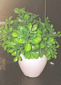 Artificial Plant