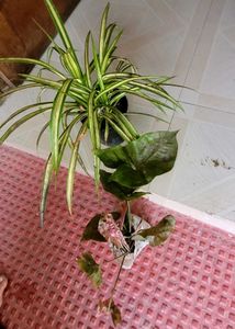 Set 2 Arrowhead Vine &amp;Pandanus Veitchii Plants🪴
